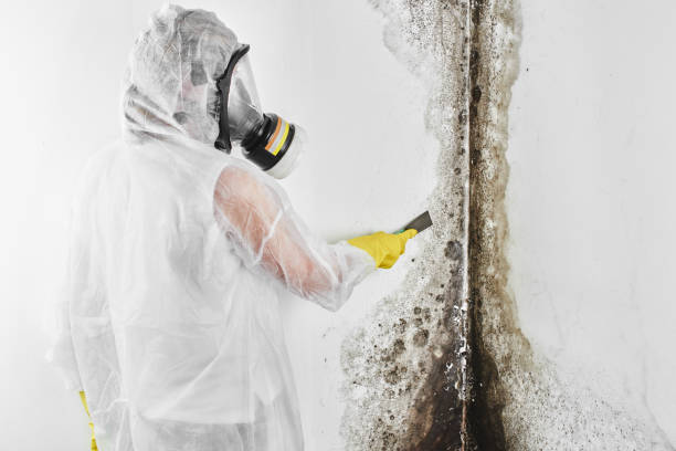 Best Toxic Mold Removal  in Spirit Lake, ID