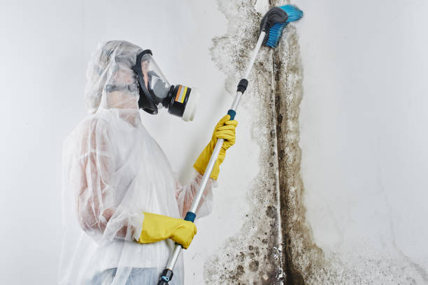 Trusted Spirit Lake, ID Mold Removal Experts