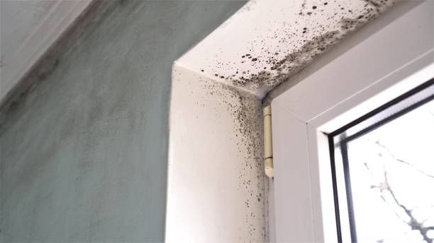 Best Mold Damage Repair  in Spirit Lake, ID