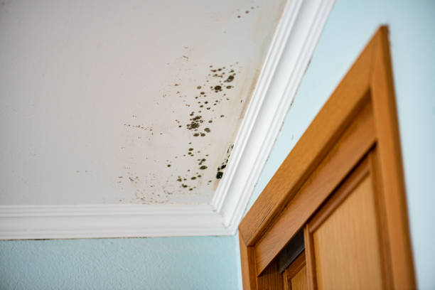 Best Certified Mold Removal  in Spirit Lake, ID