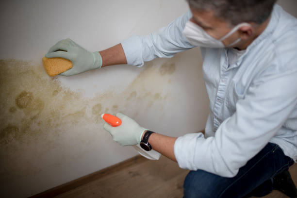 Best Best Mold Removal Companies  in Spirit Lake, ID