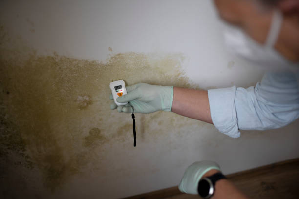 Best Commercial Mold Removal  in Spirit Lake, ID