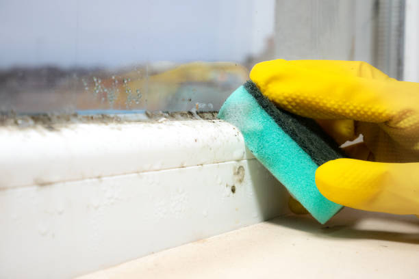 Best Mold Testing  in Spirit Lake, ID