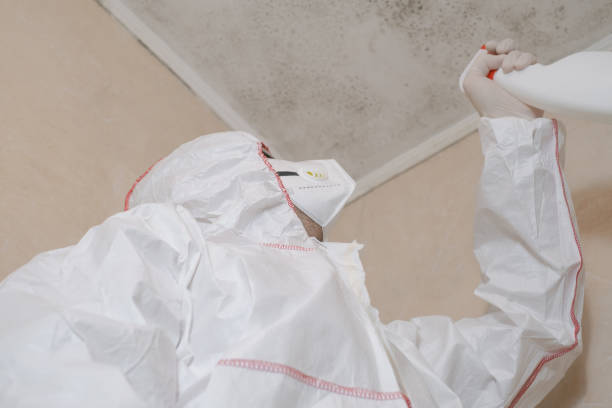 Best Crawl Space Mold Removal  in Spirit Lake, ID