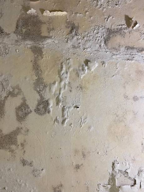Best Mold Remediation Services  in Spirit Lake, ID