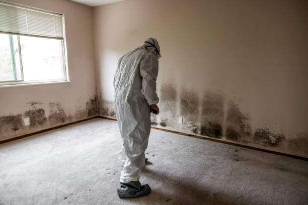 Best Attic Mold Removal  in Spirit Lake, ID