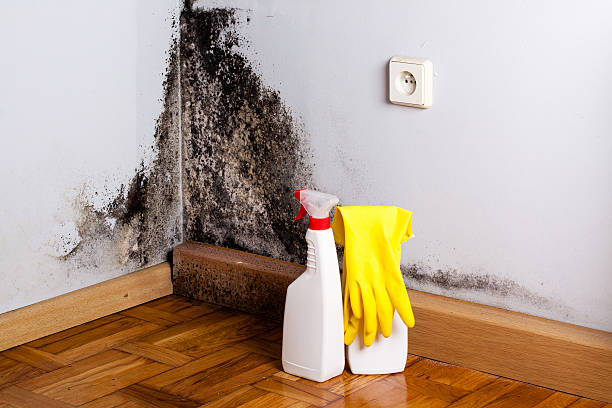 Home Mold Removal in Spirit Lake, ID
