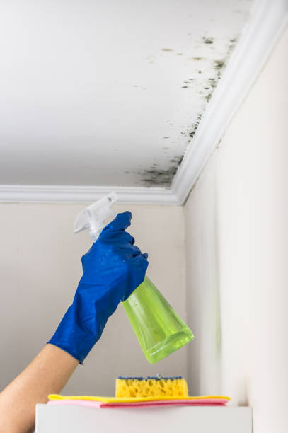 Best Same-Day Mold Removal  in Spirit Lake, ID