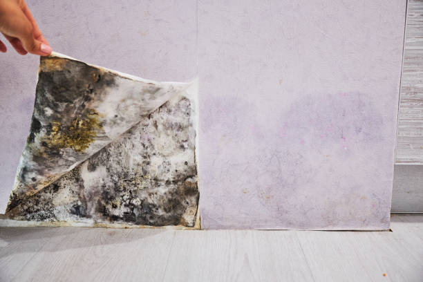 Best Office Mold Removal Services  in Spirit Lake, ID